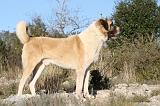 KANGAL 004